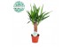 Yucca enkel stam, 2+ Kop 