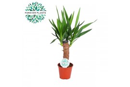 Yucca enkel stam, 2+ Kop