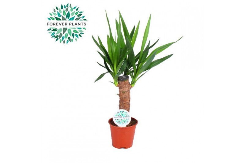 Yucca enkel stam, 2+ Kop 