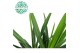Yucca enkel stam, 2+ Kop 