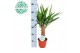 Yucca enkel stam, 2+ Kop 