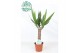 Yucca 30cm enkel etam, 3+ Kop 