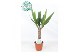 Yucca 30cm enkel etam, 3+ Kop
