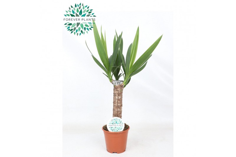 Yucca 30cm enkel etam, 3+ Kop 