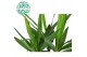 Yucca 30cm enkel etam, 3+ Kop 