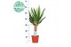 Yucca 30cm enkel etam, 3+ Kop 
