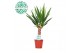 Yucca 30cm enkel etam, 3+ Kop 