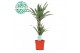 Dracaena fragr. der. warneckei 30-10 