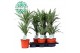 Dracaena fragr. der. warneckei 30-10 