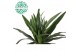Dracaena fragr. der. warneckei 30-10 