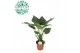 Alocasia cucullata 