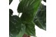 Alocasia cucullata 