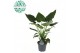 Alocasia cucullata 