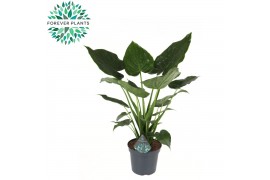 Alocasia cucullata