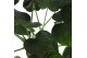 Alocasia cucullata 