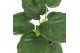 Alocasia cucullata 