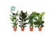 Kamerplanten mix groen Groenmix Forest p24 2 pp 