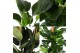 Kamerplanten mix groen Groenmix Forest p24 2 pp 