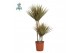 Dracaena marg. bicolor 45-15-10 Air So Pure 