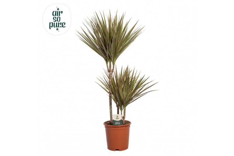 Dracaena marg. bicolor 45-15-10 Air So Pure 