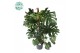Monstera deliciosa mosstok 