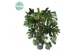 Monstera deliciosa mosstok