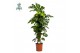 Monstera deliciosa mosstok Air So Pure 