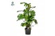 Monstera deliciosa mosstok Air So Pure 