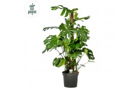 Monstera deliciosa mosstok Air So Pure