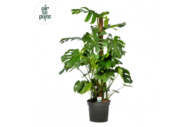 Monstera deliciosa mosstok Air So Pure 