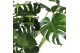 Monstera deliciosa mosstok Air So Pure 