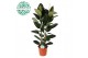 Ficus elastica robusta 