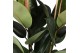Ficus elastica robusta 