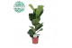 Ficus lyrata 