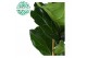Ficus lyrata 