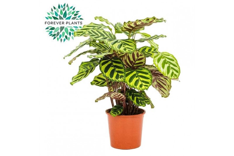 Calathea makoyana 