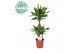 Dracaena fragr. golden coast 45-15-10 