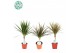 Dracaena marg. mix 