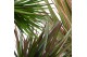Dracaena marg. mix 