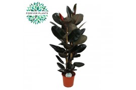 Ficus elstica abidjan