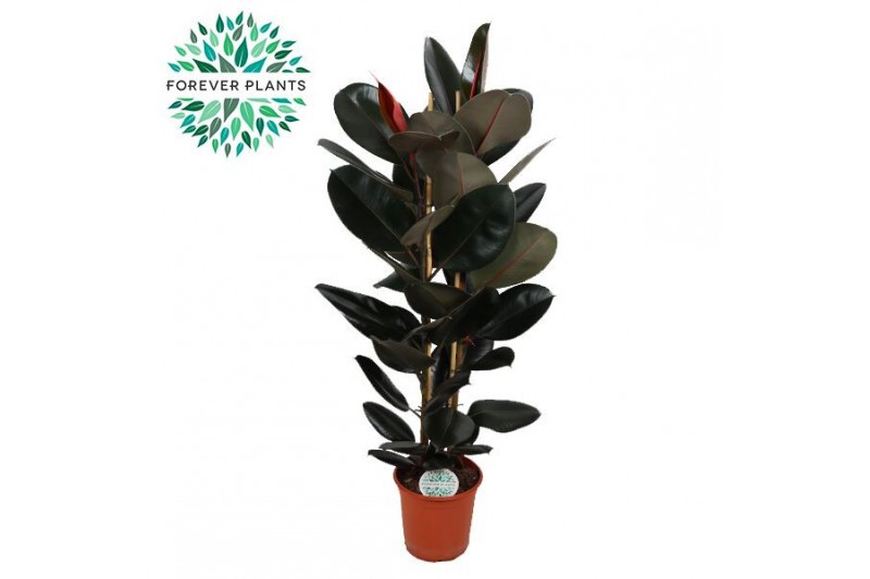 Ficus elstica abidjan 