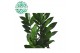 Zamioculcas zamiifolia 8+ 