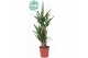 Yucca 60-30-20, 1+ Kop 