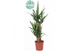 Yucca 60-30-20, 1+ Kop