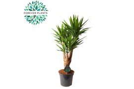 Yucca armen - vertakt