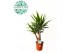 Yucca armen 