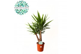 Yucca armen