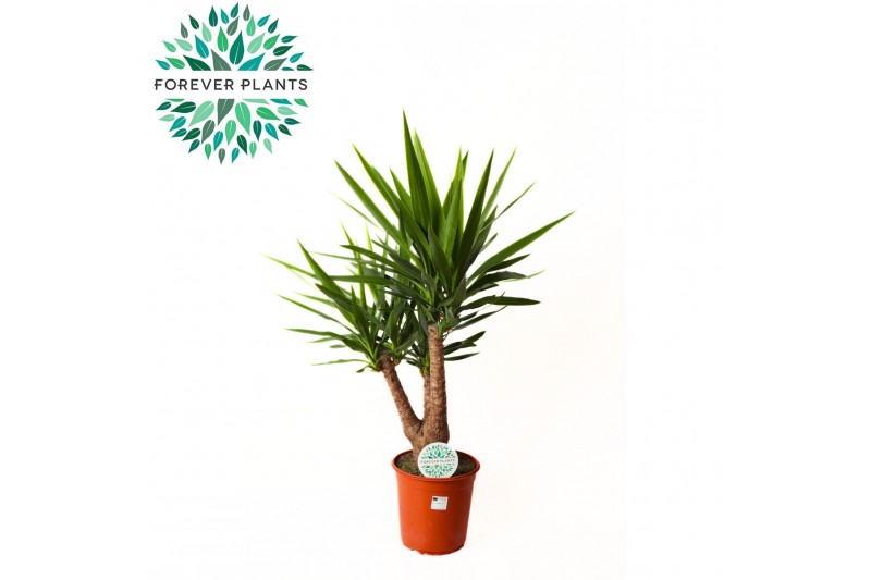 Yucca armen 