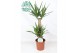 Yucca 60-30-20, 2+ Kop 