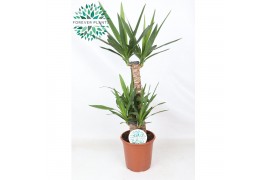 Yucca 60-30-20, 2+ Kop